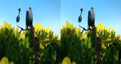《金翅雀 Yellowbird.2014.BluRay》3D左右版+1080p的预览图